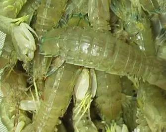 被皮皮虾扎了导致截肢,皮皮虾扎破手指有毒吗