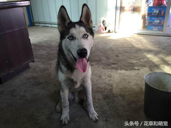 在家散养的哈士奇要不要出去遛狗,把哈士奇放到农村