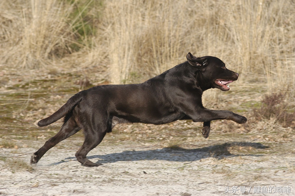 他曾经以杀猪为生，后来信佛，改吃素，竟是因为家里养的狗！