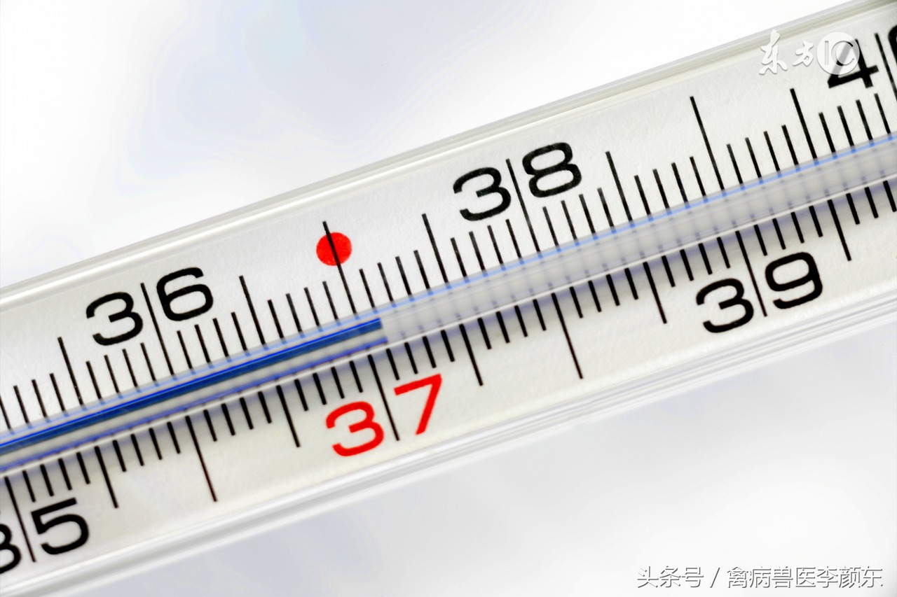 肉鸡后期受凉感冒严重,肉鸡后期采食量不增料原因