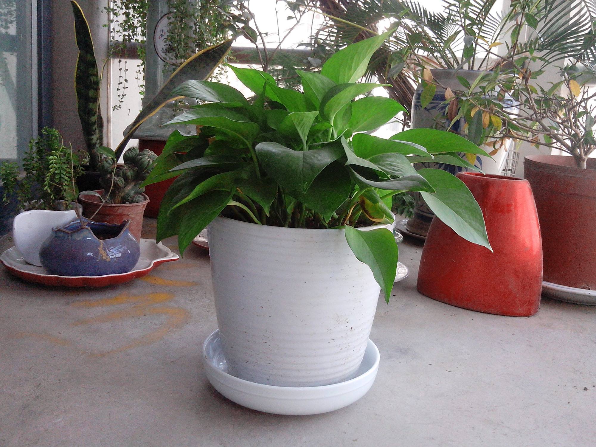 绿萝烂根了怎么办教你一招救活,绿萝烂根怎么补救最好技巧