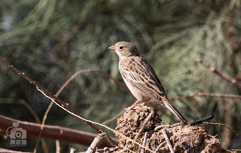 以色列，闯入“禁区”的观鸟人