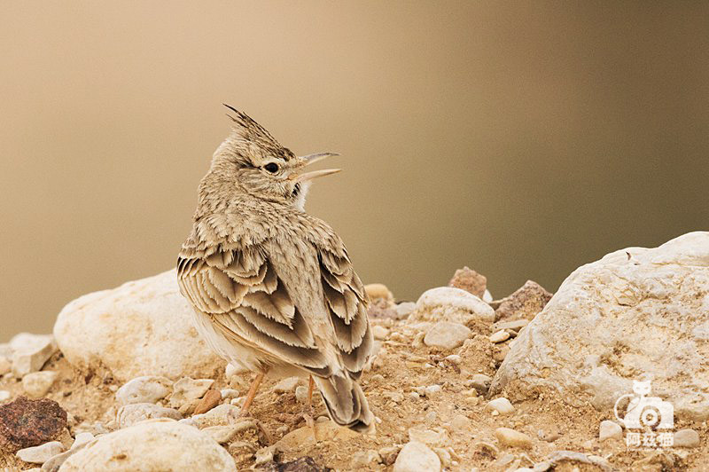以色列，闯入“禁区”的观鸟人