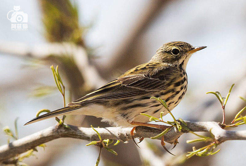 以色列，闯入“禁区”的观鸟人