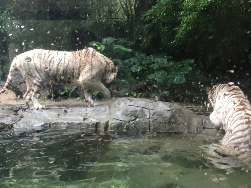 长隆番禺野生动物园攻略,番禺长隆野生动物园门票攻略