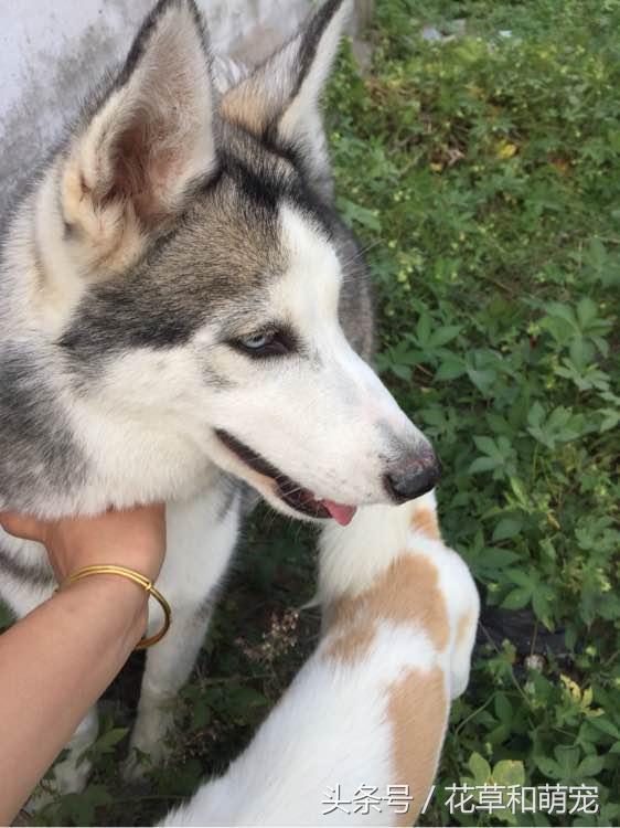 在家散养的哈士奇要不要出去遛狗,把哈士奇放到农村