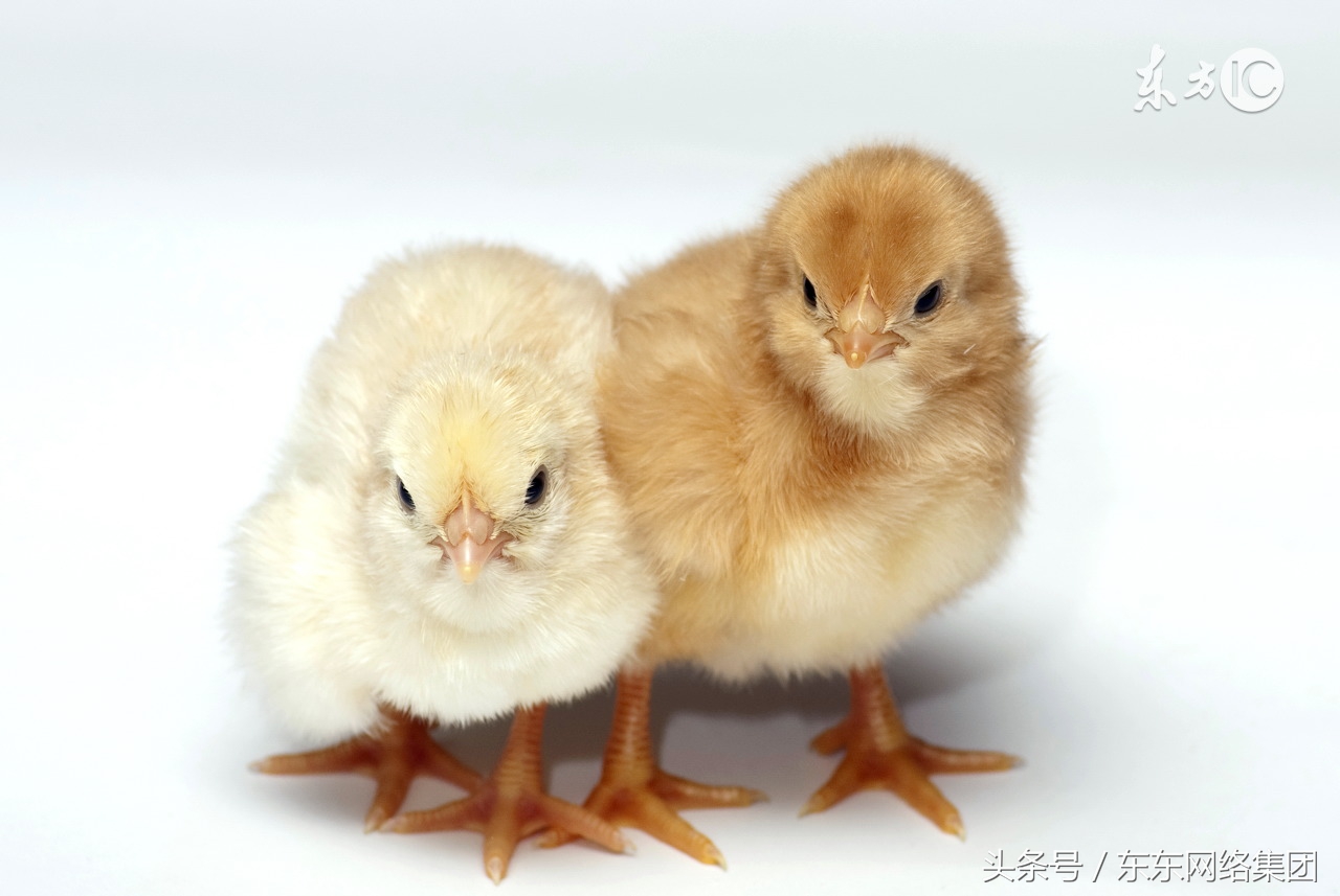 鸡群突然集体在叫,鸡群在夜里叫