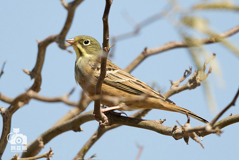 以色列，闯入“禁区”的观鸟人