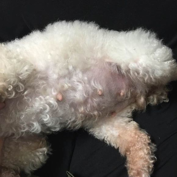 泰迪被小土狗欺负生下了田园版泰迪，网友纷纷留言说我也想要一只