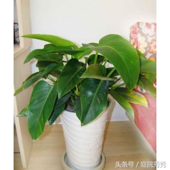 金钻绿植学名叫什么,金钻植物介绍