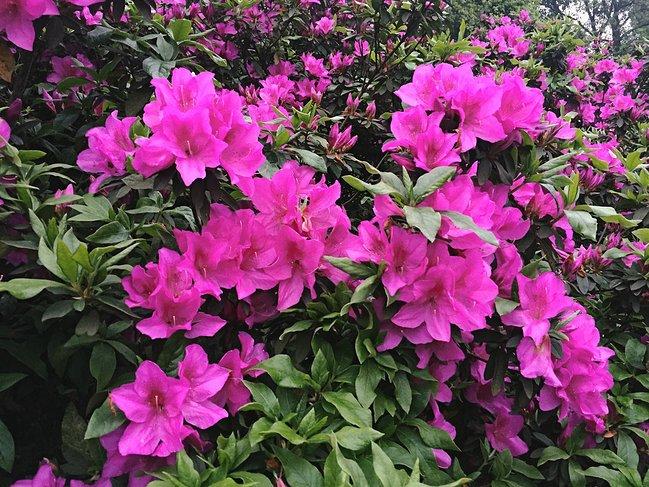 峨眉山一日观金顶日出吃住行攻略,峨眉山吃住行全攻略