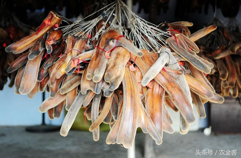 农村创业特种养殖项目,特种养殖致富项目有哪些