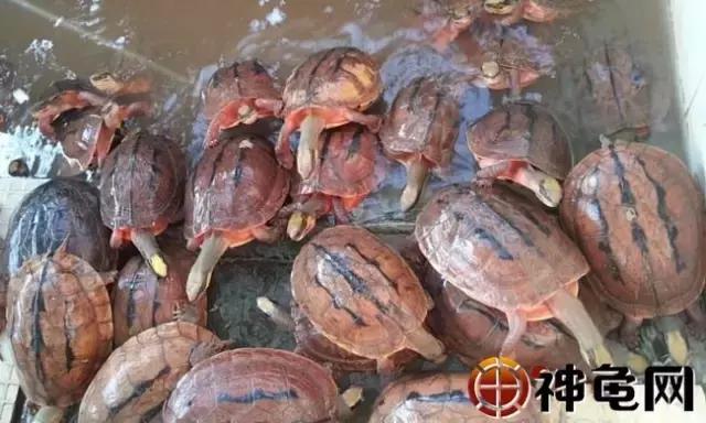 龟是不是越便宜越好养,龟养起来是不是违法的