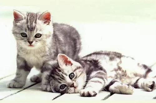 搞笑段子精选对话小明,小明滚出去之大头儿子小头爸爸