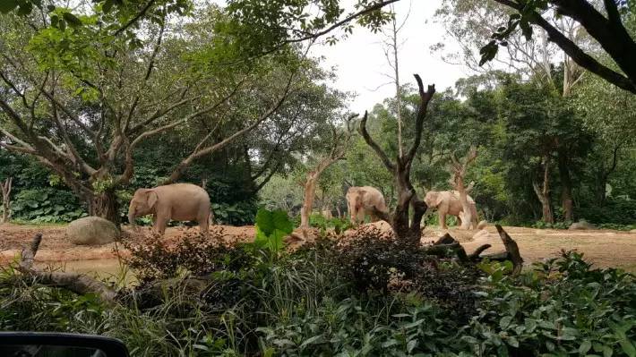 长隆番禺野生动物园攻略,番禺长隆野生动物园门票攻略