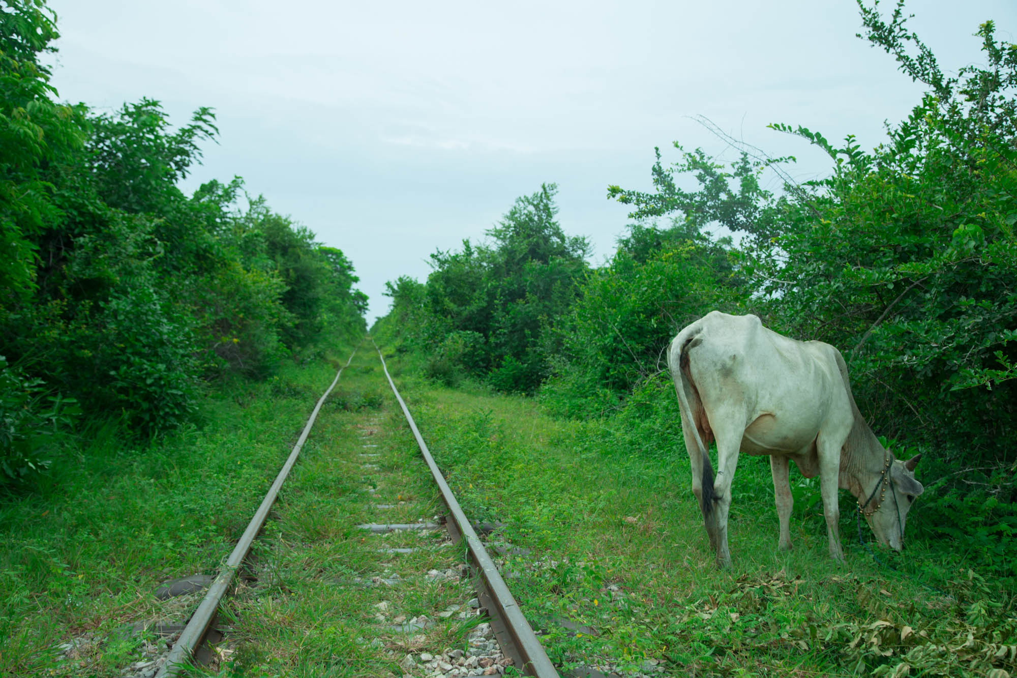 柬埔寨马德望竹制小火车,柬埔寨马德望生活