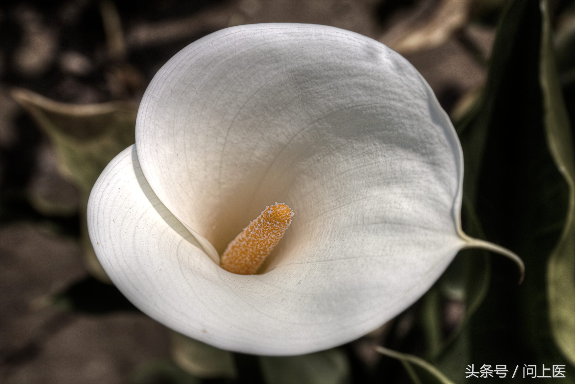 精子秘密,精子的秘密