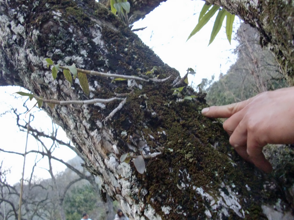 现在纯野生的铁皮石斛越来越少,石斛野生好吗
