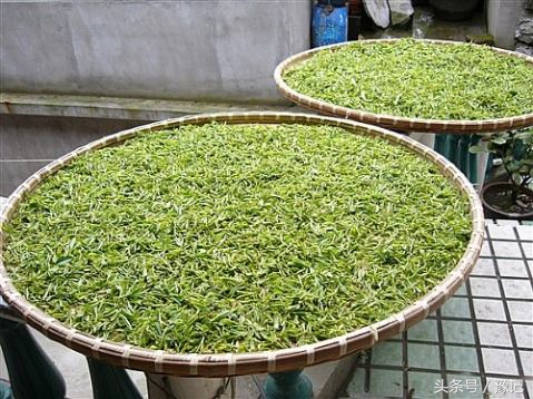 大别山旅游哪里看杜鹃花,大别山看杜鹃花自驾游路线推荐