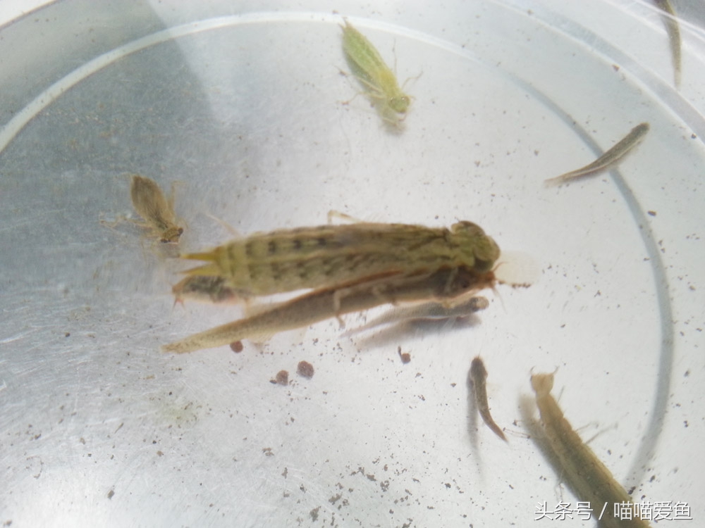 全套泥鳅养殖技术交流,泥鳅养殖最便宜的方法