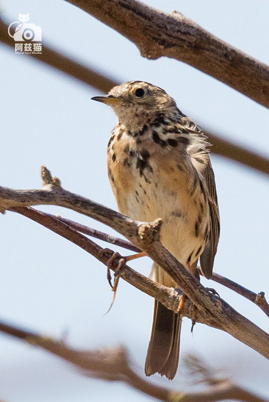 以色列，闯入“禁区”的观鸟人