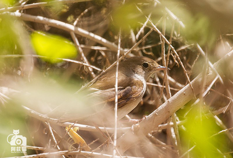 以色列，闯入“禁区”的观鸟人