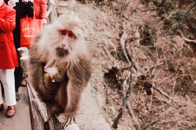 峨眉山一日观金顶日出吃住行攻略,峨眉山吃住行全攻略