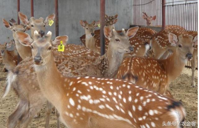 农村创业特种养殖项目,特种养殖致富项目有哪些