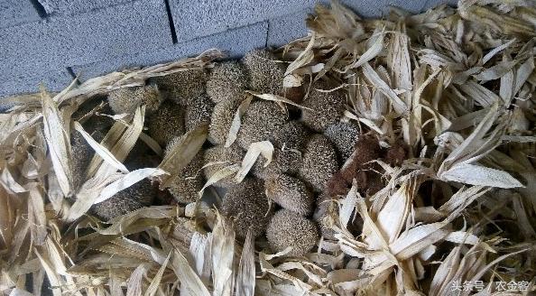 农村创业特种养殖项目,特种养殖致富项目有哪些