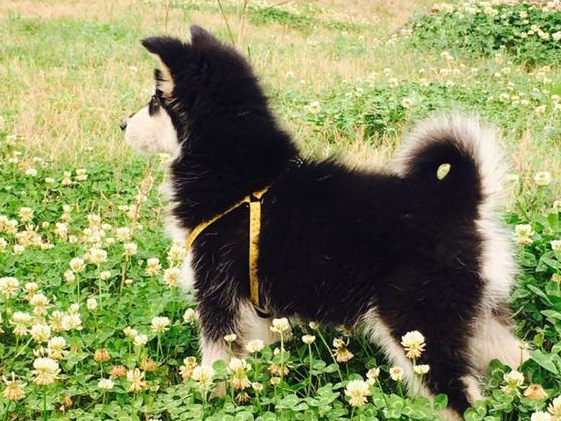 阿拉斯加护食挨打,女孩求助狗狗