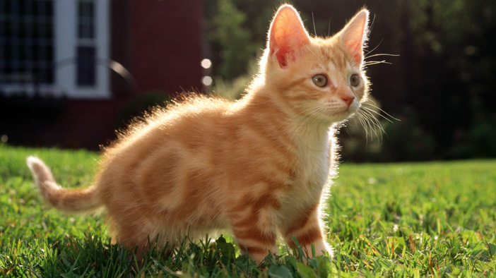 猫咪急救100个常识,才养一天的小猫咪走丢了怎么办