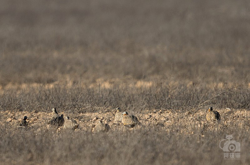 以色列，闯入“禁区”的观鸟人