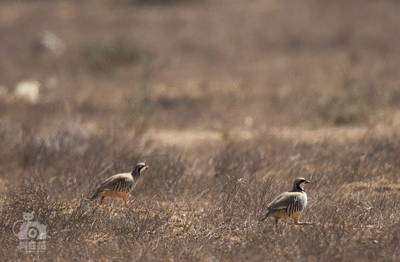 以色列，闯入“禁区”的观鸟人