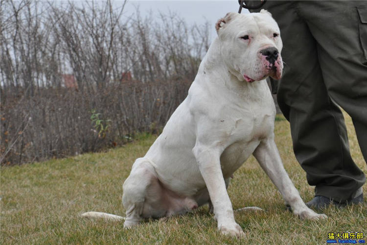 比特杜高犬抓野猪图片,杜高犬狩猎大型野兽