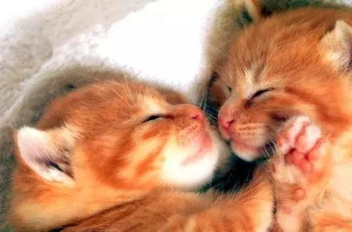 搞笑段子精选对话小明,小明滚出去之大头儿子小头爸爸