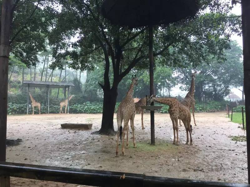 长隆番禺野生动物园攻略,番禺长隆野生动物园门票攻略