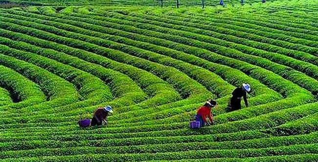 一家茶叶加盟店要投资多少钱,一家小型茶叶店要投资多少