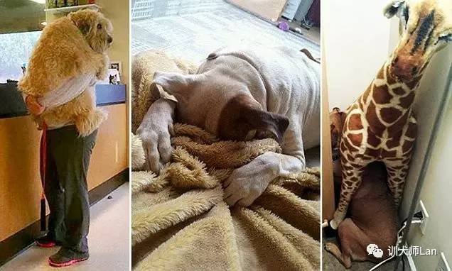 见到主人就怂的狗,见到宠物狗怎么办