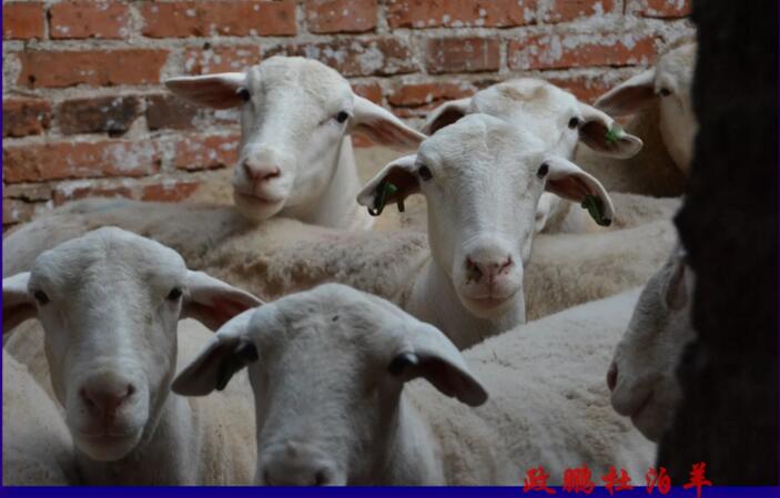 纯种黑头的杜泊绵羊多少钱一只,小尾寒羊和杜泊绵羊哪个适合养