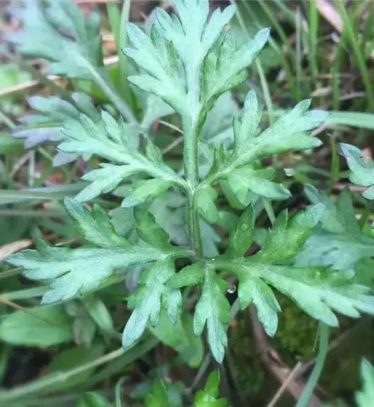 紫茎小叶灵艾,紫茎小叶灵艾图片