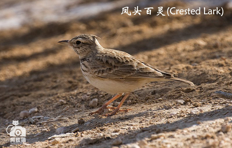以色列，闯入“禁区”的观鸟人