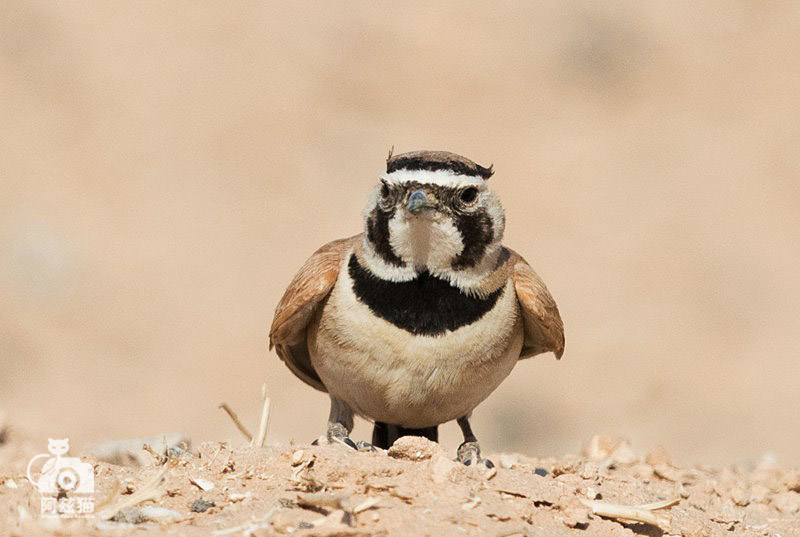 以色列，闯入“禁区”的观鸟人