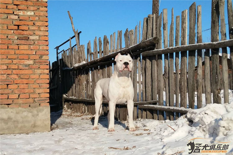 比特杜高犬抓野猪图片,杜高犬狩猎大型野兽