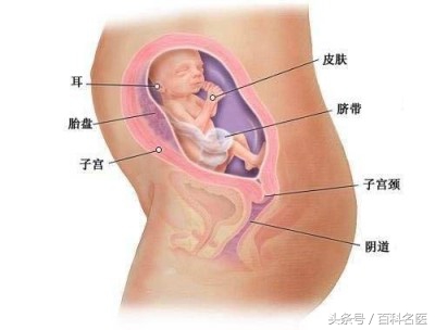 孕期生病不能硬抗吧,孕妇中期感冒到底要不要吃药