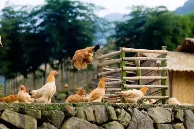 在南京吃生煎包，有这攻略就够了！