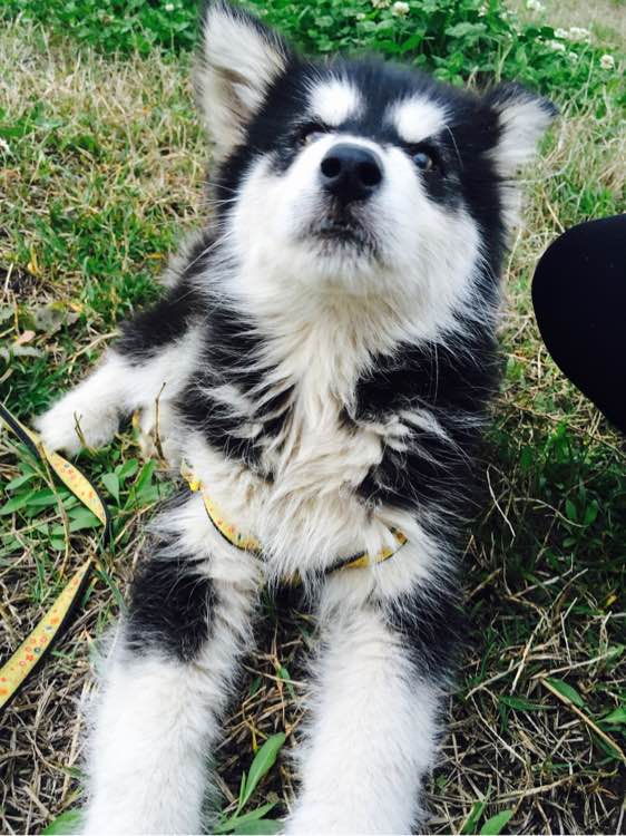 阿拉斯加护食挨打,女孩求助狗狗