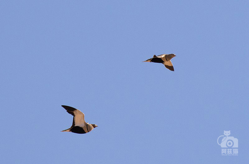 以色列，闯入“禁区”的观鸟人