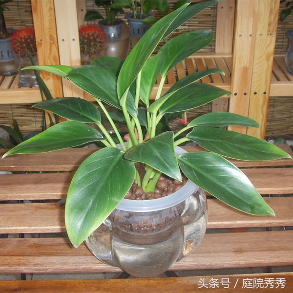 金钻绿植学名叫什么,金钻植物介绍