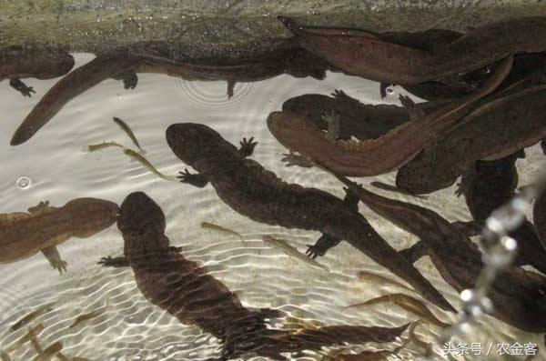 农村创业特种养殖项目,特种养殖致富项目有哪些