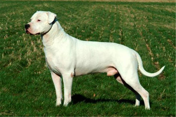 比特杜高犬抓野猪图片,杜高犬狩猎大型野兽